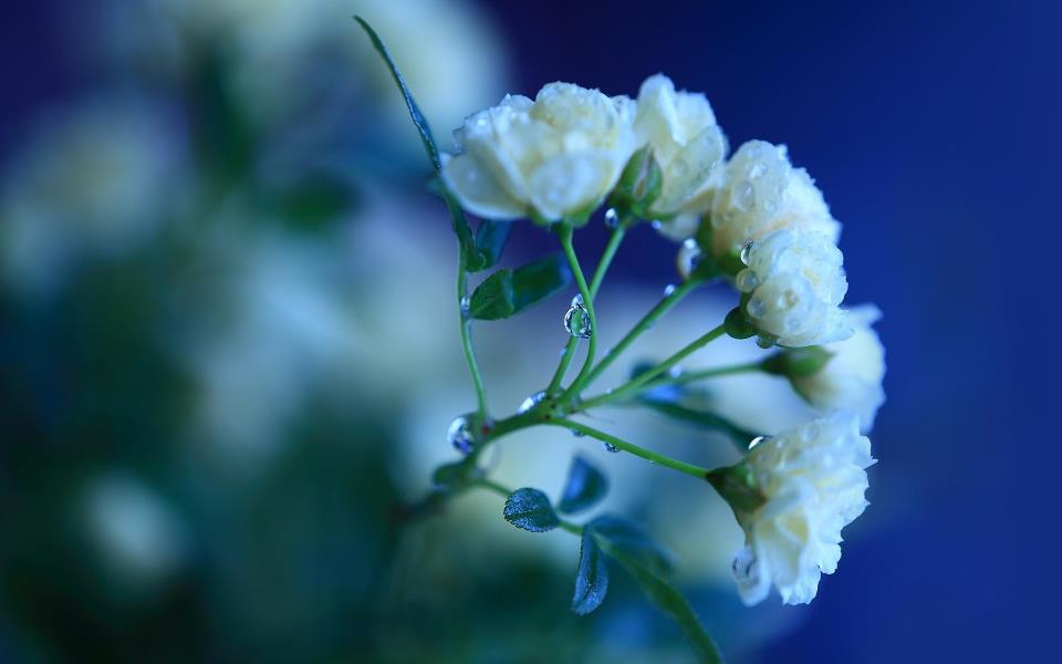 Скачать обои белые, ветка, зелень, Розы, цветы, листья, лепестки - картинка #25706 c разрешением 640x480